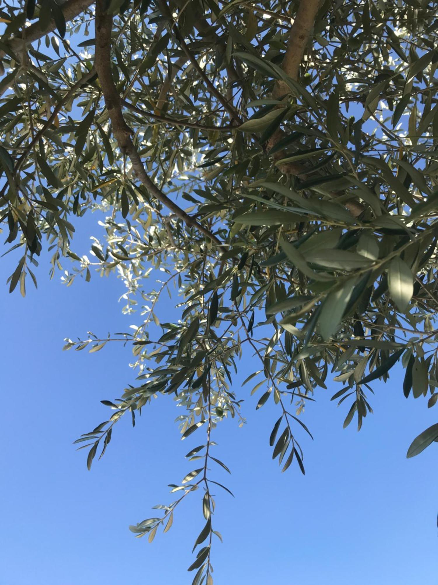 Le Figuier Διαμέρισμα Tulette Εξωτερικό φωτογραφία